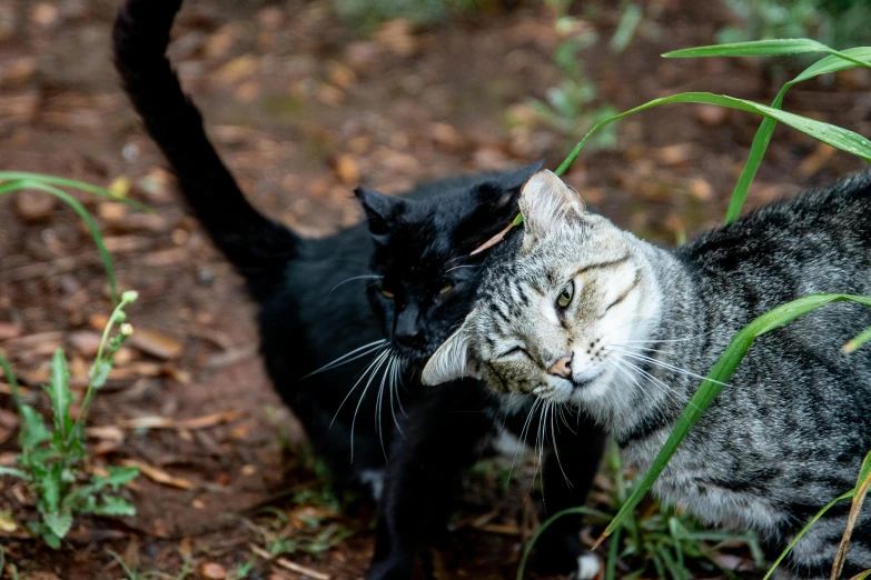 a couple of cats that are standing in the grass, by Julia Pishtar, unsplash, black, hugging, mixed animal, a wooden