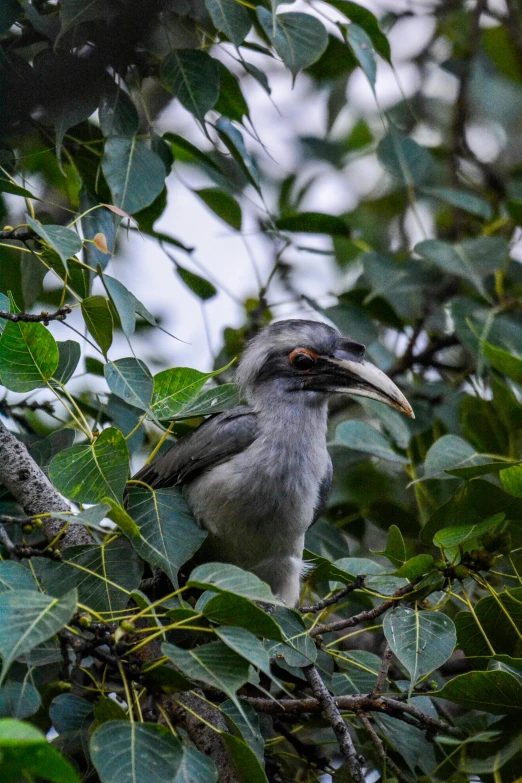 a bird sitting on top of a tree branch, in the jungle, wearing a light grey crown, kahikatea, slide show