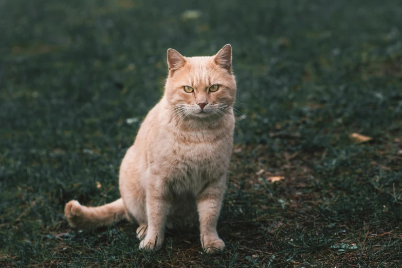 a cat that is sitting in the grass, posing for a picture