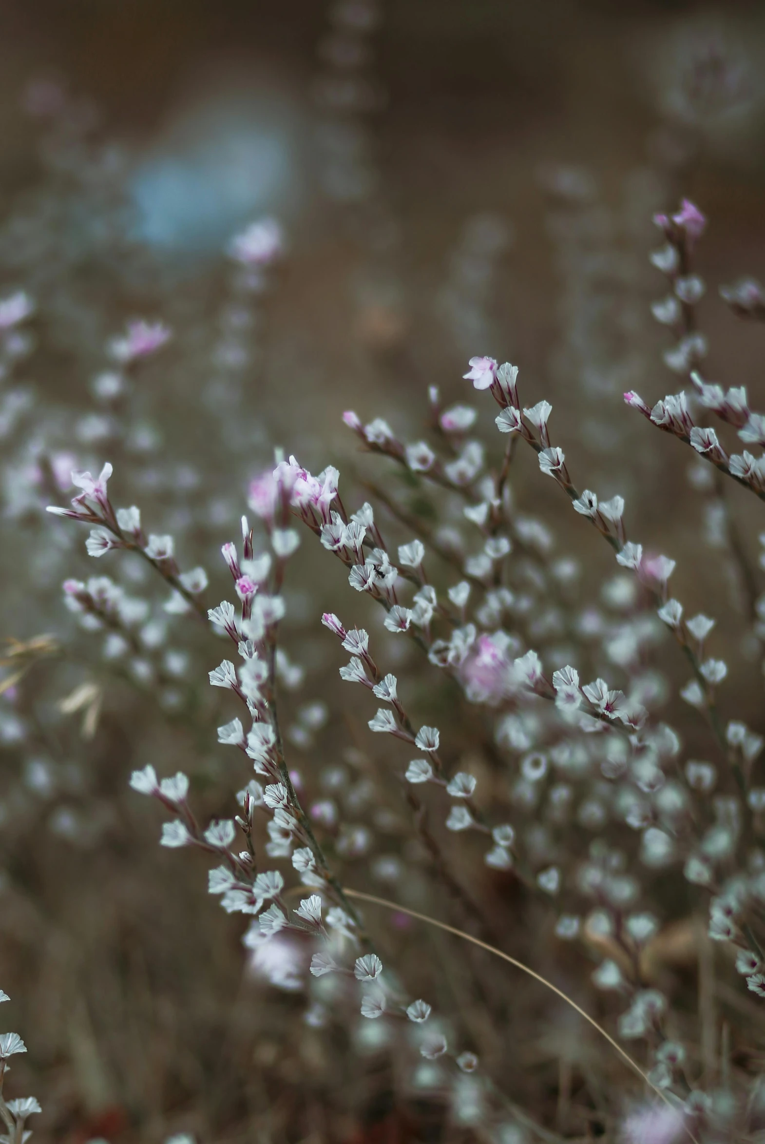 a bunch of small white flowers in a field, a picture, inspired by Elsa Bleda, trending on unsplash, pink trees, willow plant, background image, overcast bokeh