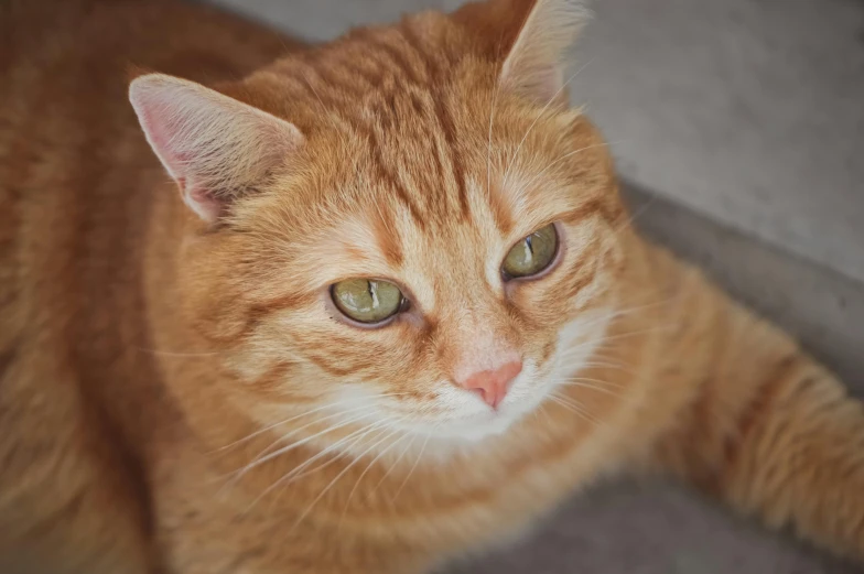 a close up of a cat laying on the ground, pexels contest winner, an orange cat, looking up at camera, young adult male, clean detail