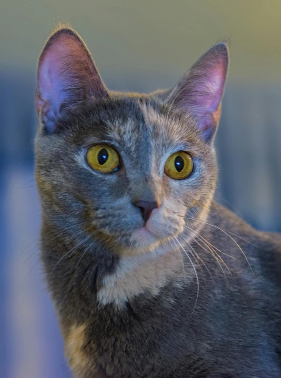 a close up of a cat looking at the camera, facing the camera, avatar image