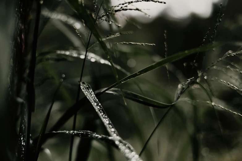 a close up of a plant with water droplets on it, a picture, unsplash, visual art, long thick grass, desaturated, high quality photo, cinematic shot ar 9:16 -n 6 -g