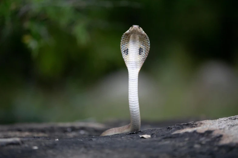 a close up of a snake on a rock, pexels contest winner, cobra, silver eyes full body, symmetrical long head, white, bangalore