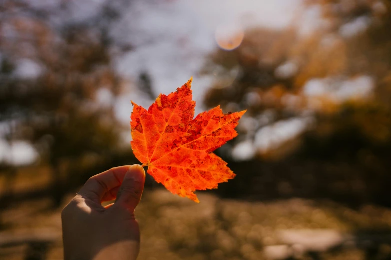 a person holding an orange leaf in their hand, pexels contest winner, glowing red, maple syrup highlights, beautiful daylight, high quality product image”