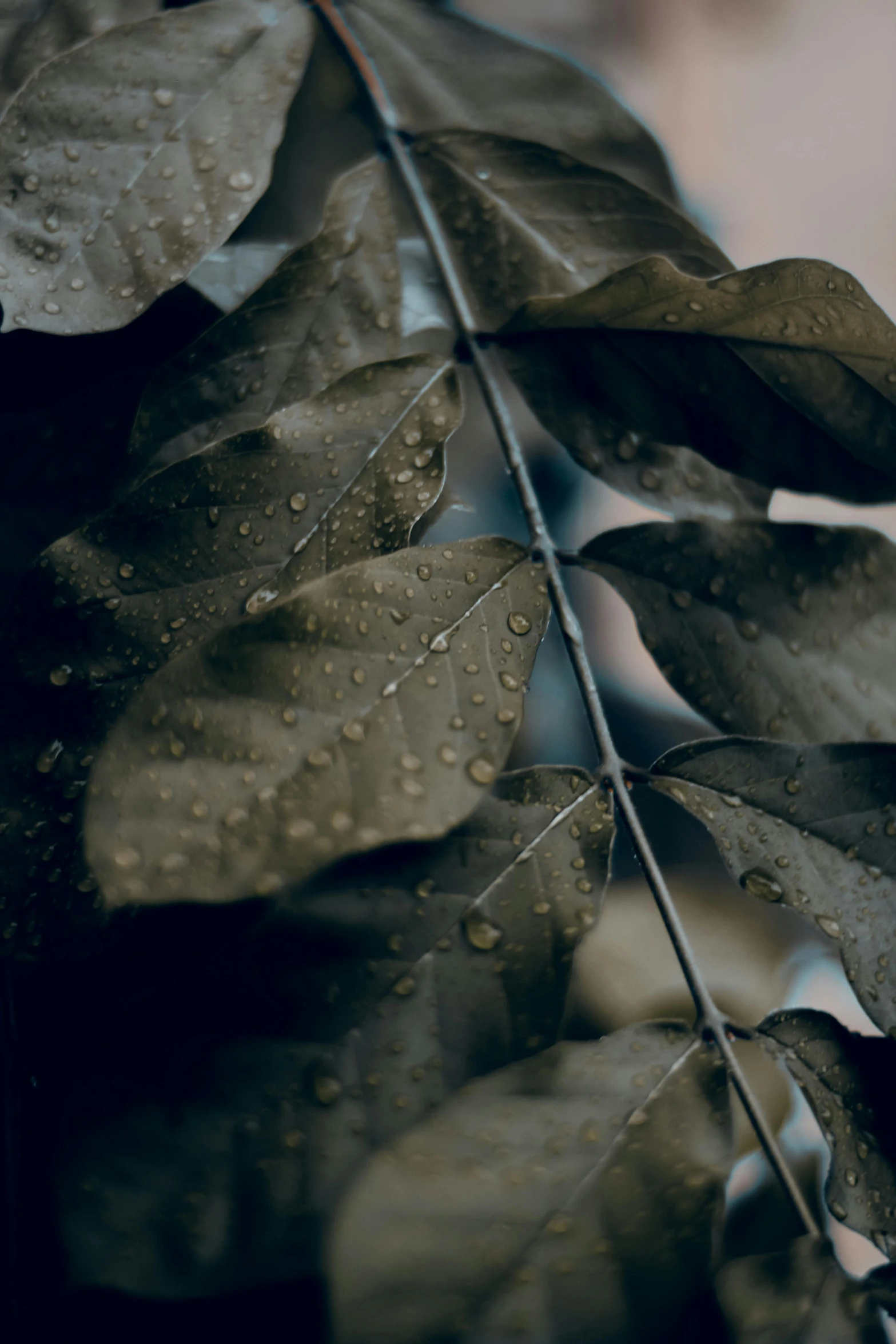 a close up of a leaf with water droplets on it, inspired by Elsa Bleda, trending on unsplash, tonalism, many thick dark knotted branches, weeping tears of black oil, ilustration, stacked image