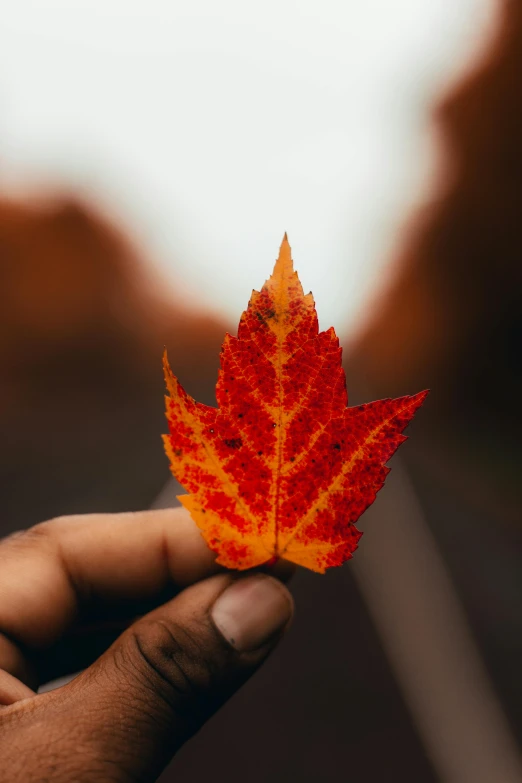 a person holding a red leaf in their hand, pexels contest winner, african canadian, instagram post, multilayer, single