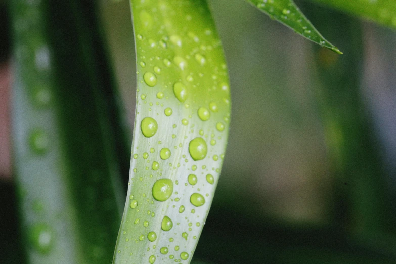 a close up of a plant with water droplets on it, by Jan Rustem, made of bamboo, light green, leaf green, eucalyptus