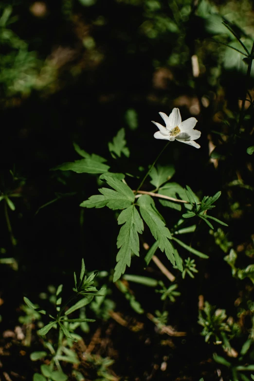 a white flower sitting on top of a lush green field, by Attila Meszlenyi, in a dark forest, botanical herbarium, photo taken on fujifilm superia, anemone