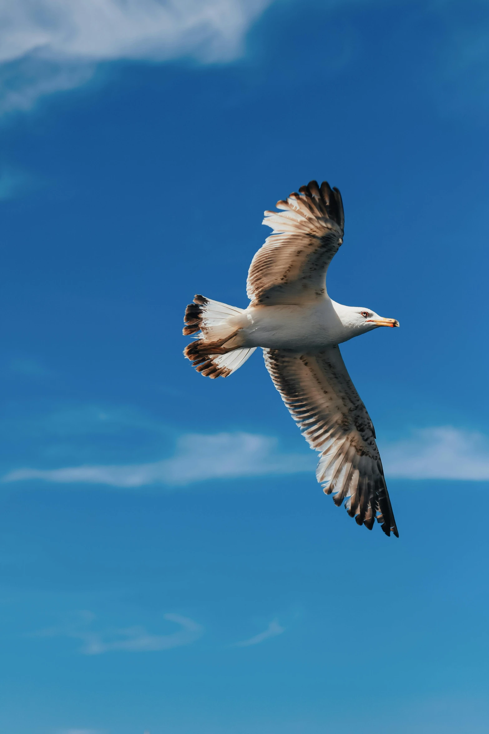 a bird that is flying in the sky, pexels contest winner, clear blue skies, maryport, bird\'s eye view, jen atkin