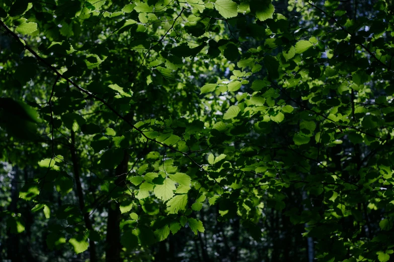 a fire hydrant sitting in the middle of a forest, an album cover, by Attila Meszlenyi, hurufiyya, green backlight leaves, leica 8k still from an a24 film, ((trees)), betula pendula