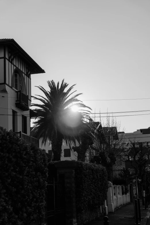 a black and white photo of a palm tree, by Altichiero, sunlight and whimsical houses, ((sunset)), old city, winter sun