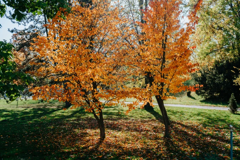 a tree with orange leaves in a park, color ( sony a 7 r iv, fan favorite, multicolored, shady