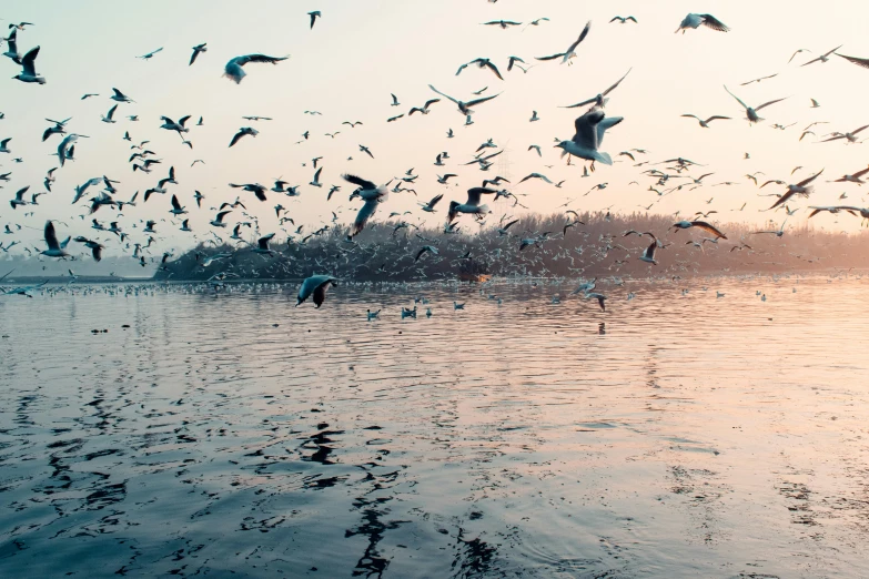 a flock of birds flying over a body of water, pexels contest winner, trending on vsco, fish shoal, soft morning light, album