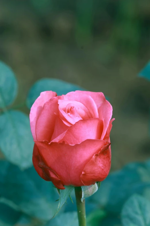 a single rose that has the petals open