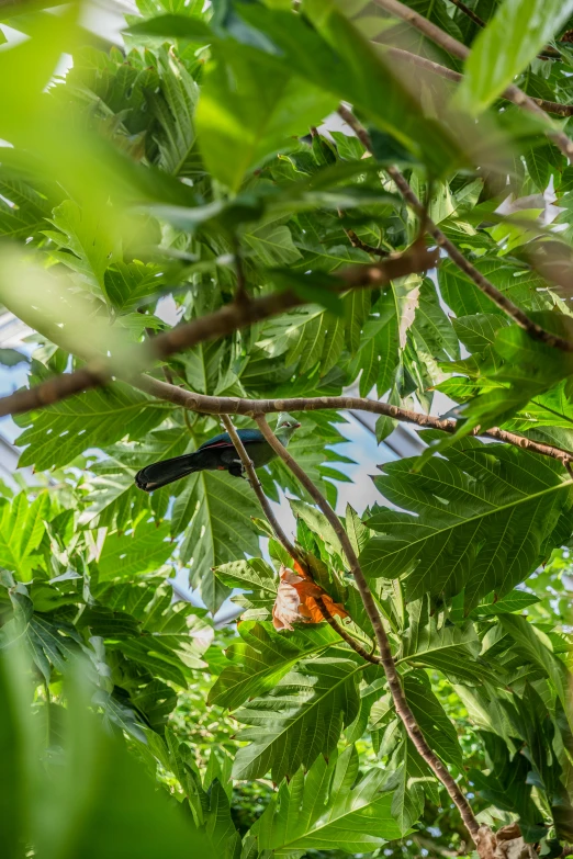 a bird sitting on top of a tree branch, big leaves and large dragonflies, in marijuanas gardens, wide overhead shot, multiple stories