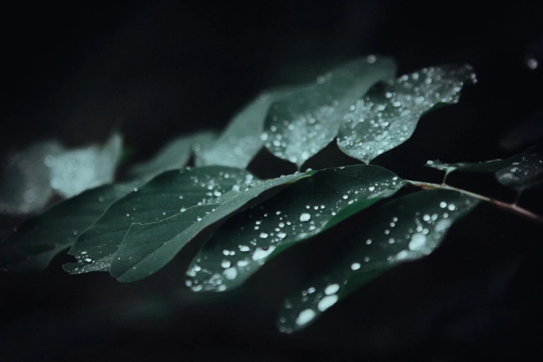 a leaf with water droplets on it, inspired by Elsa Bleda, trending on pexels, tooth wu : : quixel megascans, dark emerald mist colors, weeping tears of black oil, thumbnail