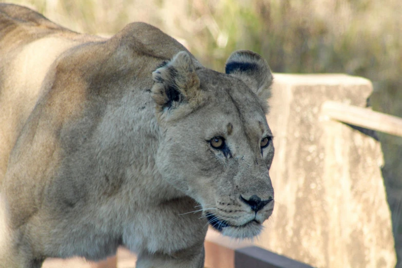 a close up of a lion on a bridge, she is facing the camera, from the side, wildlife preservation, miranda meeks