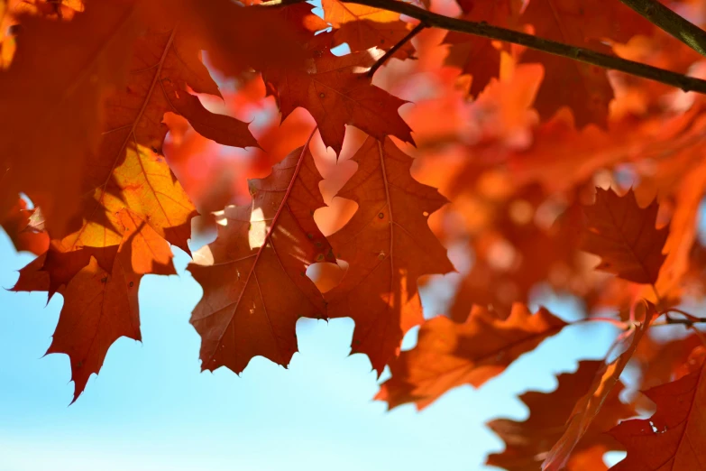 a close up of some leaves on a tree, pexels, autumn colour oak trees, blue sky, thumbnail, red and orange glow