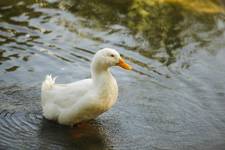 a white duck standing in a body of water, standing next to water