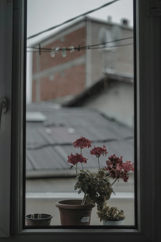 a potted plant sitting on top of a window sill, inspired by Elsa Bleda, unsplash, gray sky, red flowers, low quality photo, view from inside