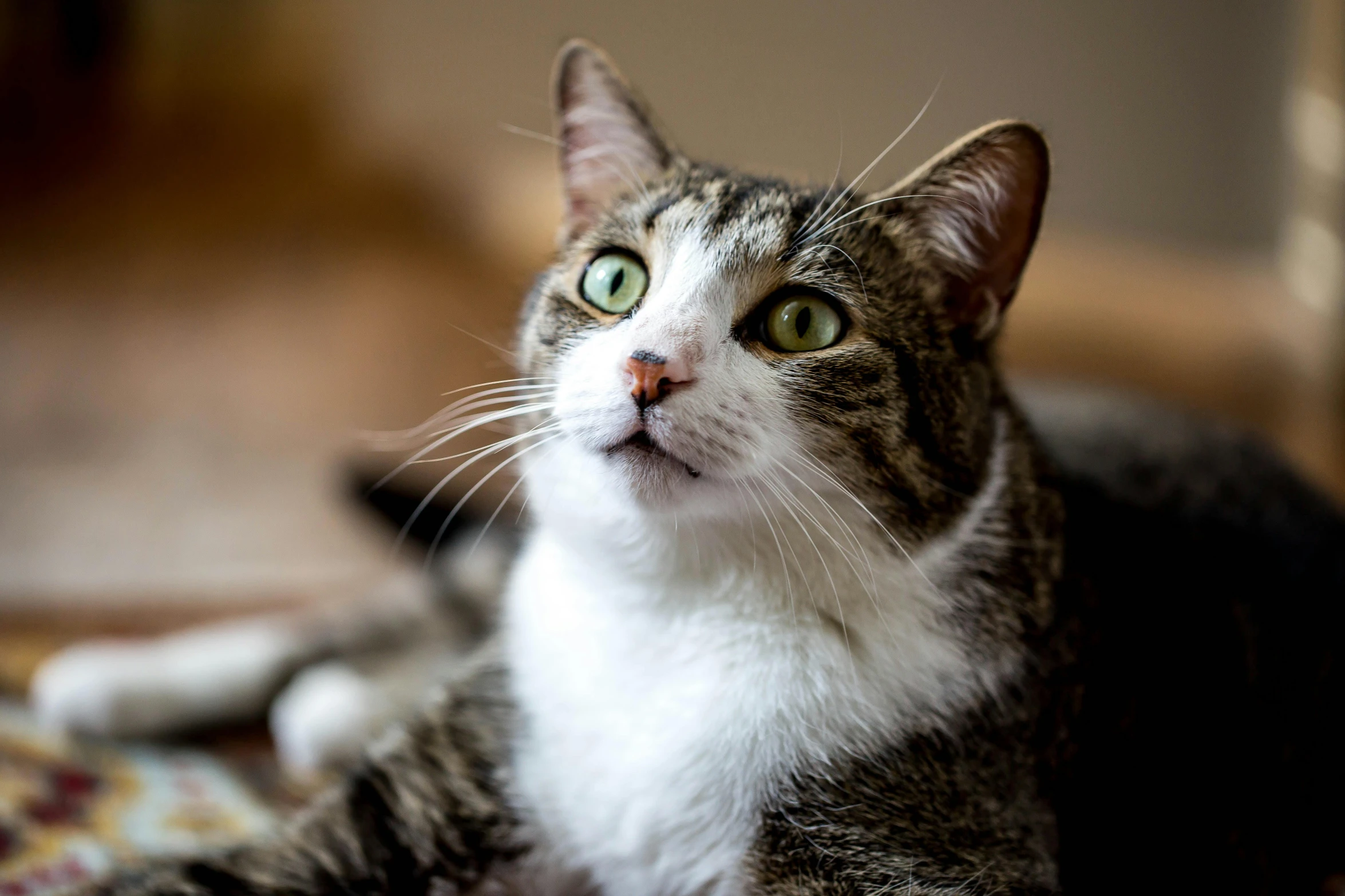 a close up of a cat laying on a rug, a portrait, unsplash, getty images, ready to eat, looking to his side, a wooden