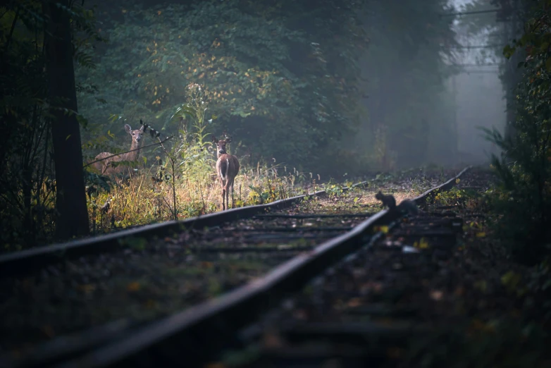 a couple of deer standing on top of a train track, a picture, by Adam Marczyński, soft morning light, game ready, small, photograph