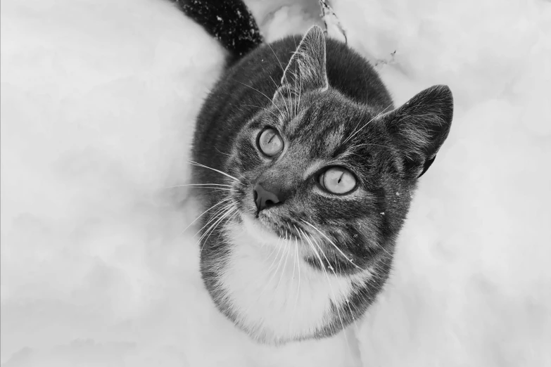 a black and white photo of a cat in the snow, by Emma Andijewska, looking up at camera, pepper, looking smart, lowres