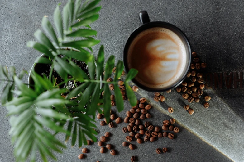 there is a green plant next to a cup of coffee