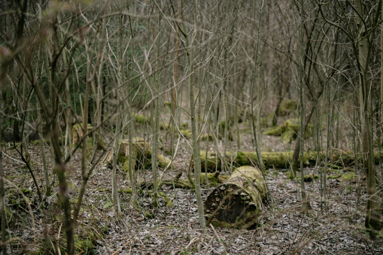 a fire hydrant sitting in the middle of a forest, inspired by Thomas Struth, unsplash, land art, huge tree trunks, cinestill hasselblad 2 0 0 mm, abandoned overgrown graveyard, ((forest))