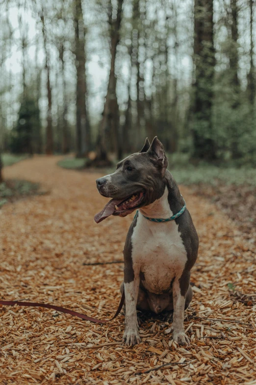 a dog sitting on a leash in the woods, a portrait, pexels contest winner, blue and grey, pits, profile image, hairless