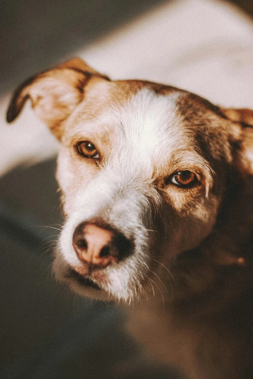 a close up of a dog looking at the camera, a picture, trending on pexels, warmly lit, brown, manuka, multiple stories