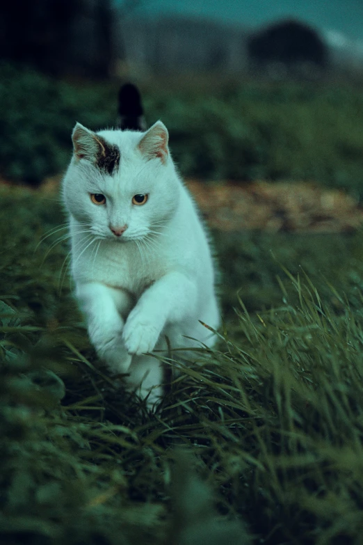 a white cat walking across a lush green field, an album cover, unsplash, photorealism, aggressive stance, taken in the late 1980s, ignant, attractive photo