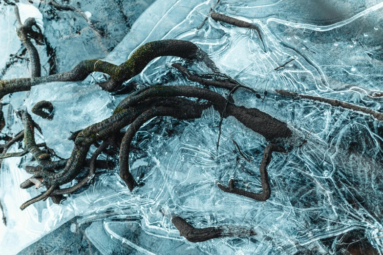 some strange looking plants on ice next to each other