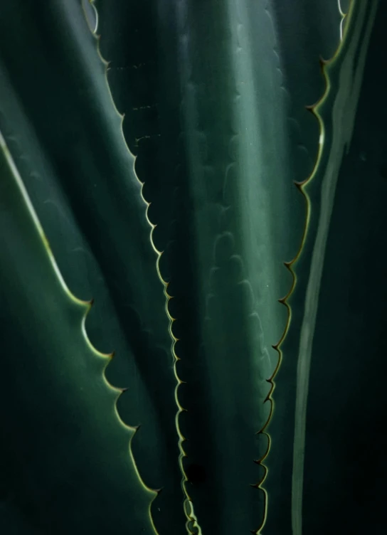 a close up of a plant with green leaves, inspired by Robert Mapplethorpe, unsplash, photorealism, made of cactus spines, archival pigment print, alessio albi, intricate illuminated lines