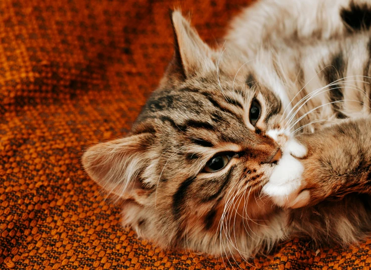 a cat laying on its back on an orange blanket, a portrait, trending on pexels, renaissance, brown, gif, fashionable, fluffy face