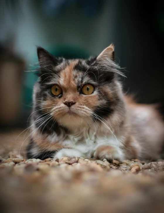 a cat that is laying down on the ground, a portrait, pexels contest winner, persian queen, mixed animal, close-up photo, today\'s featured photograph 4k