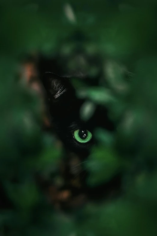 a close up of a black cat with green eyes, a picture, by Adam Marczyński, pexels contest winner, hiding, deep jungle from another world, looking in front, from 8 k matte