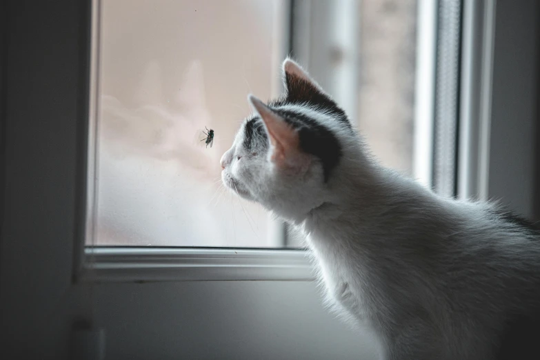 a close up of a cat looking out a window, a photo, by Emma Andijewska, pexels contest winner, swarming with insects, stand off, an alien, in an action pose