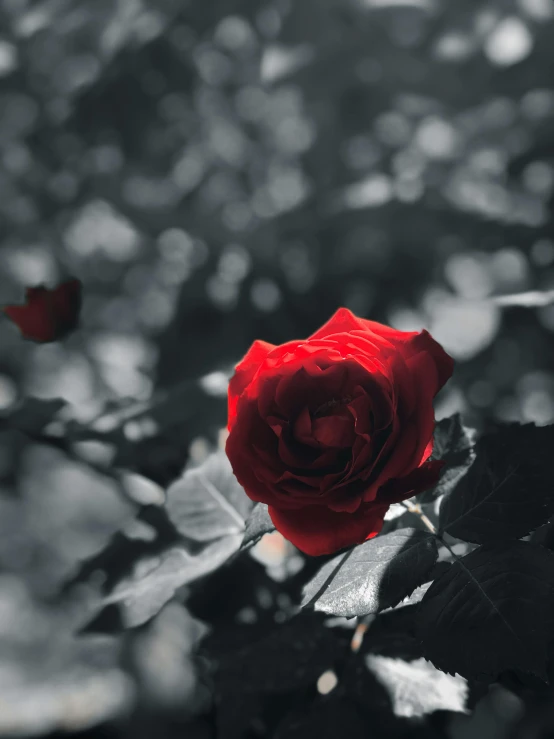 a red rose with dark leaves on a bush