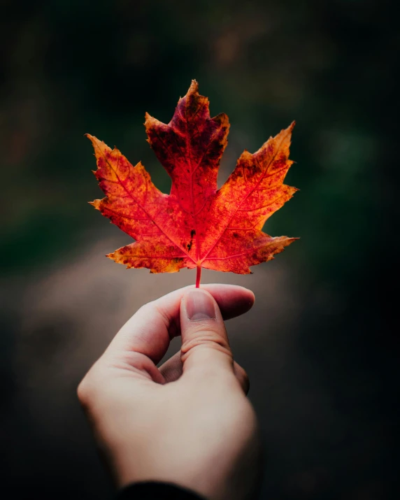 a person holding a red leaf in their hand, an album cover, pexels contest winner, lgbtq, maple syrup, 🍁 cute, profile image