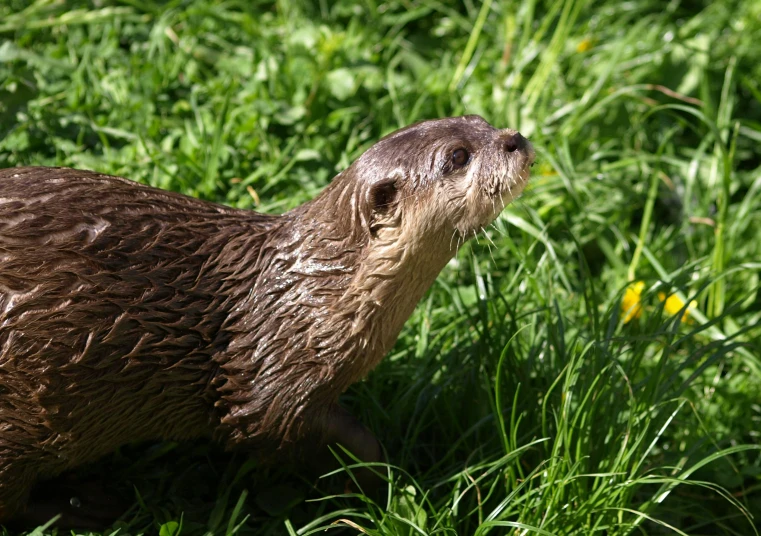 a wet otter standing on top of a lush green field, in the sun, at the waterside, chocolate, february)