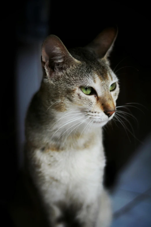 a close up of a cat sitting on a bed, paul barson, malaysian, large)}], young female