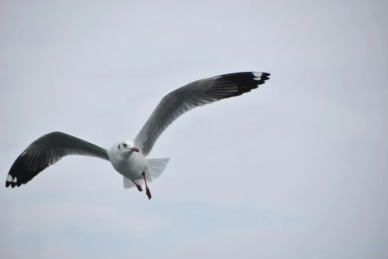 a seagull flying in the sky on a cloudy day, a photo, pexels contest winner, arabesque, white and grey, hd footage, lecherous pose, 2 0 2 2 photo