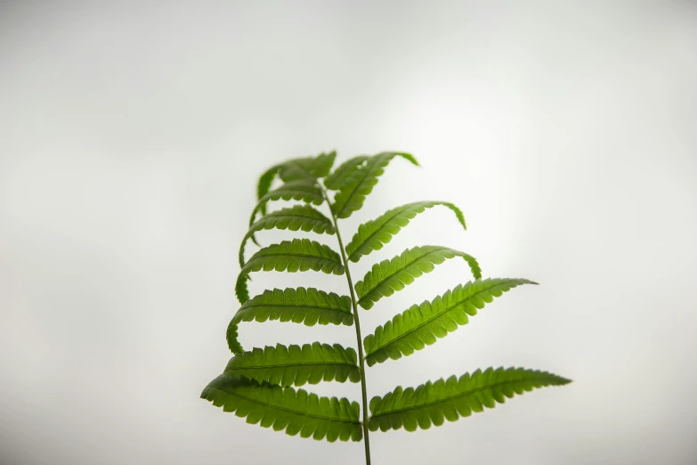 a leaf of some sort standing tall in the air