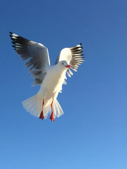 a white bird flying through a blue sky, pexels contest winner, manly, iphone photo, lachlan bailey, upclose