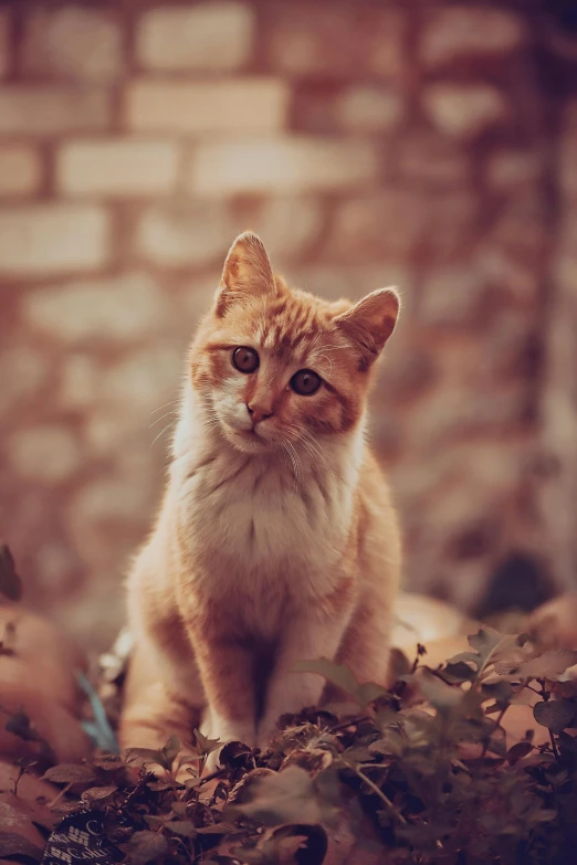 a cat sitting on top of a pile of leaves, a picture, unsplash, renaissance, orange tone, realistic photo”, thoughtful )