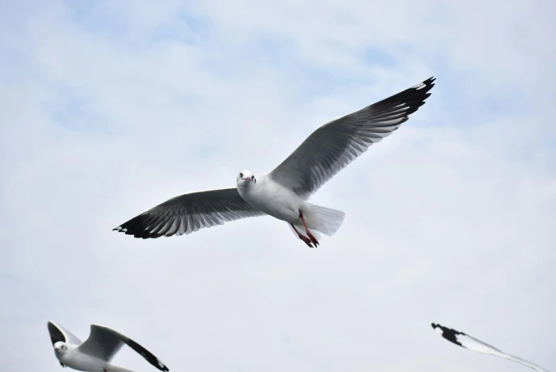 a flock of seagulls flying in the sky, pexels contest winner, arabesque, white and grey, eye level shot, on his hind legs, today\'s featured photograph 4k