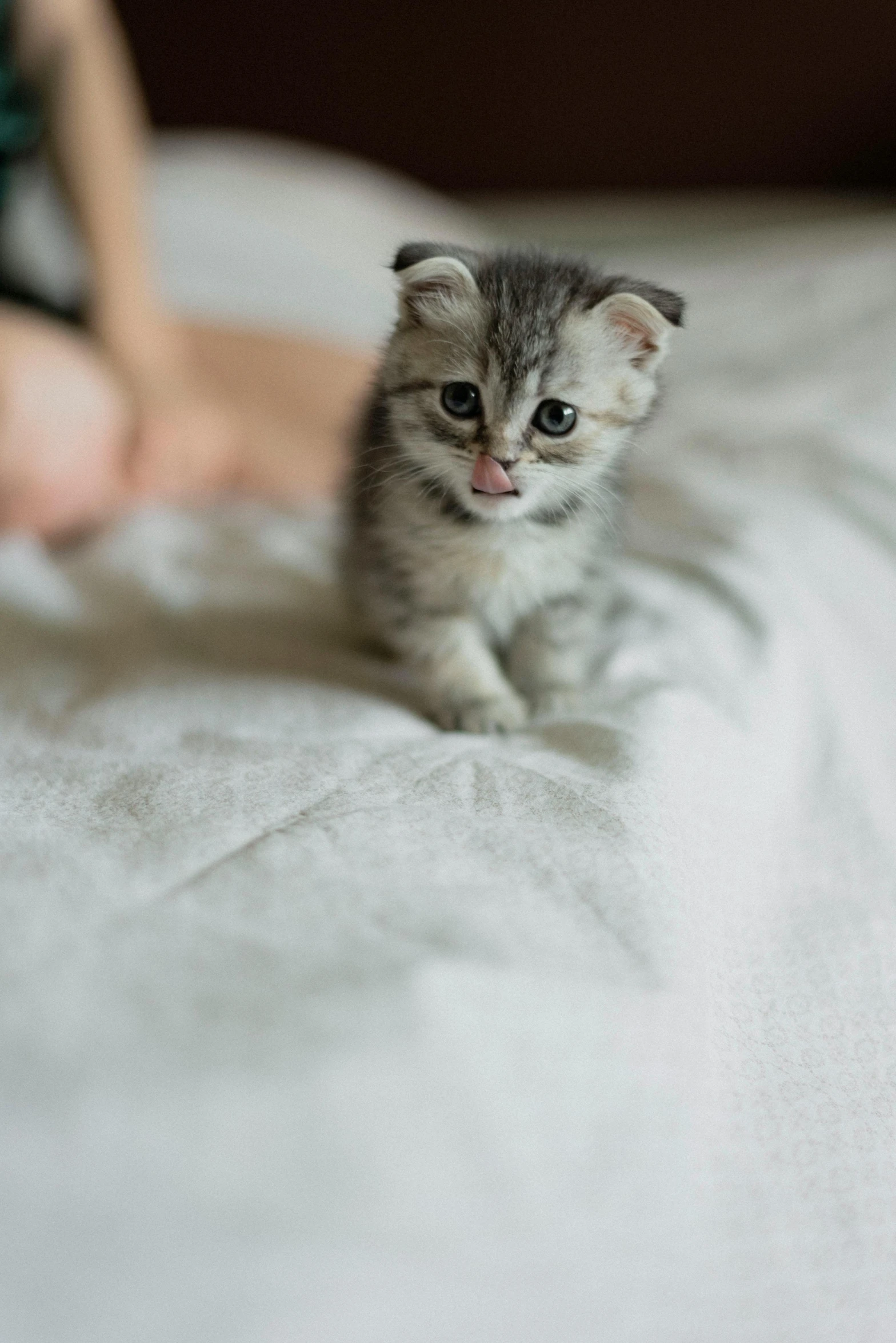 a small kitten sitting on top of a bed, by Julia Pishtar, up close, grey, small, soft vinyl