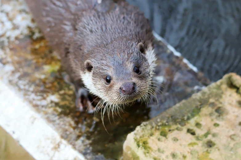 a close up of a wet animal in a body of water, standing next to water, otter, charli bowater, at the waterside